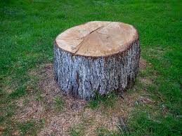 Trusted La Fayette, AL Tree Removal Experts