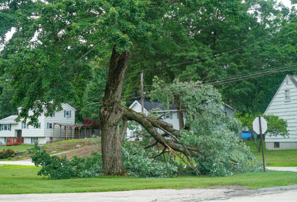 How Our Tree Care Process Works  in  La Fayette, AL