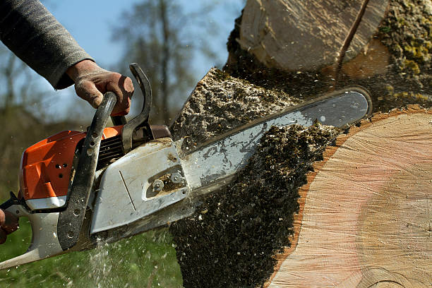 Best Lawn Pest Prevention  in La Fayette, AL
